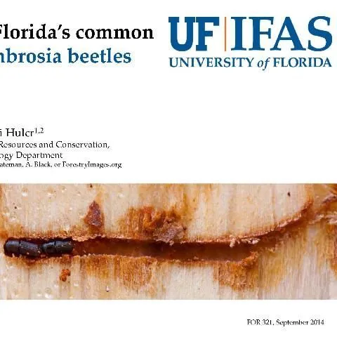 thumbnail for publication: A Guide to Florida's Common Bark and Ambrosia Beetles